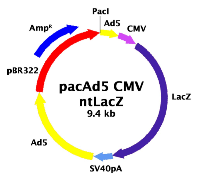 pacAd5 CMV-ntLacZ载体图谱